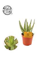 Aloe Hybride 10,5cm gemengd