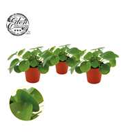 Pilea Peperomioides 5,5cm