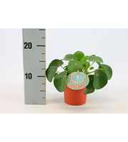 Pilea Peperomioides 10,5cm Duits etiket