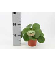 Pilea Peperomioides 10,5cm Frans etiket