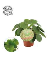 Pilea Peperomioides 12cm Frans etiket