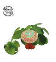 Pilea Peperomioides 12cm Nederlands etiket