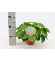 Pilea Peperomioides 15cm Duits etiket