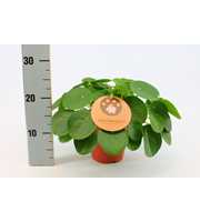 Pilea Peperomioides 15cm Engels etiket