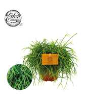 Rhipsalis Cashero 12cm