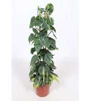 Philodendron Scandens Brasil