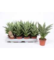 Sansevieria Tough Lady