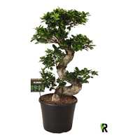 Ficus micr. S-type