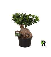 Ficus micr. Ginseng in kunststof pot