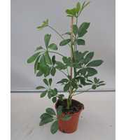 schefflera compacta