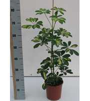 schefflera gold capella