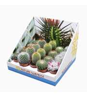 Bolcactus mix 5,5 cm in presentatiedoos