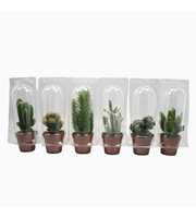 Cactus mix 8,5 cm in blister 1 pack