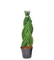 Sansevieria cylindrica 'Twist'