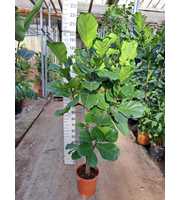 Ficus Lyrata vertakt 210