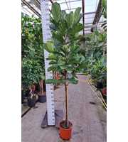 Ficus Lyrata rechte stam 260