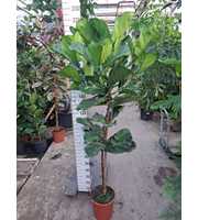 Ficus Lyrata rechte stam 210