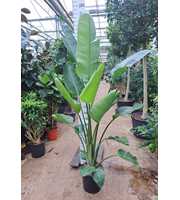 Strelitzia Nicolai toef 240