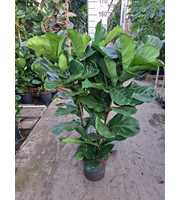 Ficus Lyrata toef 150