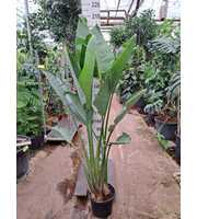 Strelitzia Nicolai 200