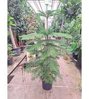 Araucaria toef 200