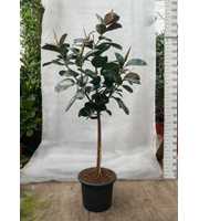 Ficus Elastica Robusta stam 240