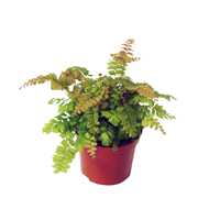 Adiantum 'Bronze Venus'