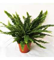 Nephrolepis Green Lady GEEN hoes