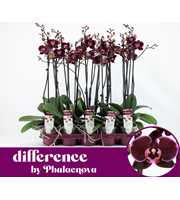 Debora 2-tak 60cm (GROEN)