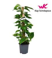 Scindapsus (Epipremnum) mosstok 80 cm