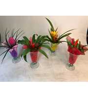 Bromelia in Ijscoupe