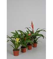 Guzmania