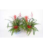 Bromelia schaal steen