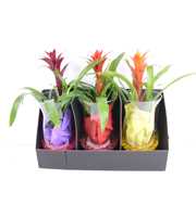 Bromelia in Cognac glas