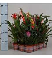 Bromelia exclusieve mix