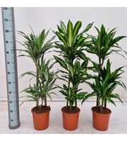 Dracaena Basic Mix 60/30/15