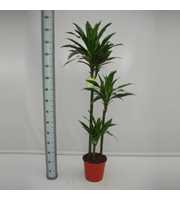 Dracaena Janet Craig 90-60-30