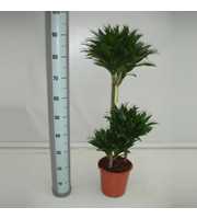 Dracaena Compacta 60-30-15