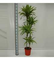 Dracaena Lemon Lime 120-90-60-30