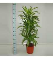 Dracaena Lemon Lime 60 vertakt