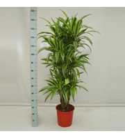 Dracaena Lemon Lime 90 vertakt