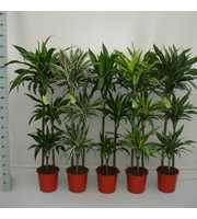 Dracaena Luxe Mix 90/60/30