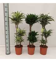 Dracaena Mix Compact 60/30/15