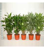 Dracaena Luxe Mix 60 vertakt