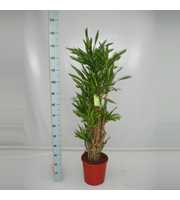 Dracaena Riki 90 vertakt