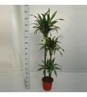 Dracaena Ulises 90-60-30