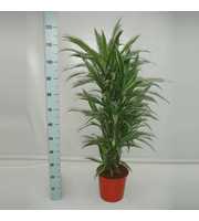 Dracaena Warneckei 60 vertakt