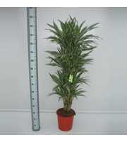 Dracaena Warneckei 90 vertakt