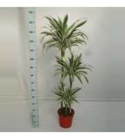 Dracaena White Stripe 90-60-30