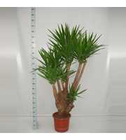 Yucca 150 vertakt 4+ armen